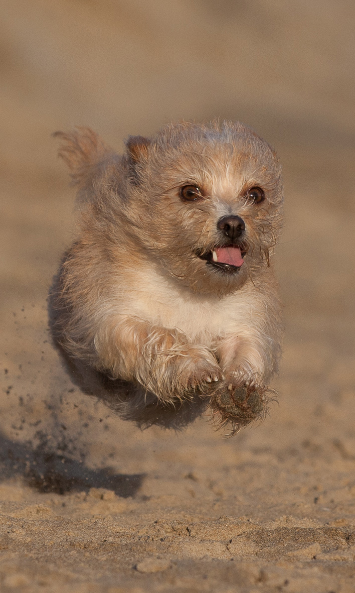 Eigen honden Izzy