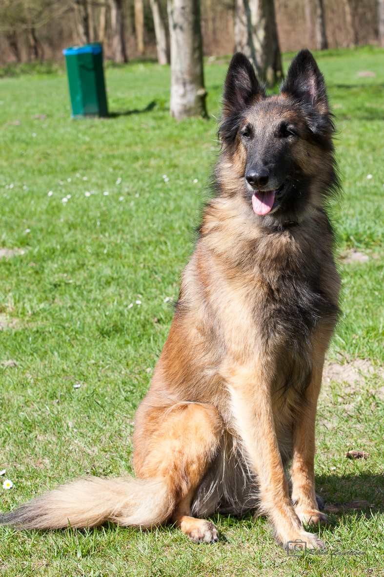 Eigen honden Zafina